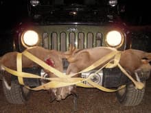 2 little doe on the jeep
haha sorry PETA