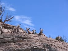 Bighorn ewes, MT
