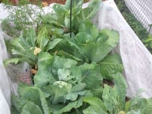 Brunswick Cabbage and Cauliflower. The moths like them so I cover them all summer in Row Cover and remove the hungry things periodically.
