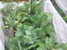 Brunswick Cabbage and Cauliflower. The moths like them so I cover them all summer in Row Cover and remove the hungry things periodically.