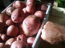 When the potatoes went soft and no longer edible...I built a box...a vertical bin and grew organic potato from organic seed. What most people toss in the compost grew us 10.5 lbs...delicious and perfect Reds.