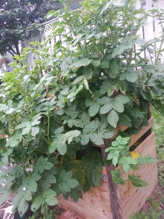 My little experiment this summer...a "Vertical Potato bin". We got 10.5 lbs of organic Red out of this little 2'x2'x3' pin bin. A great space saver!