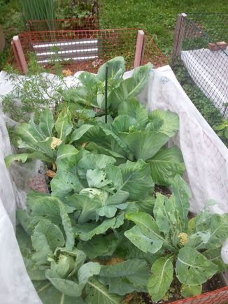 Brunswick Cabbage and Cauliflower. The moths like them so I cover them all summer in Row Cover and remove the hungry things periodically.