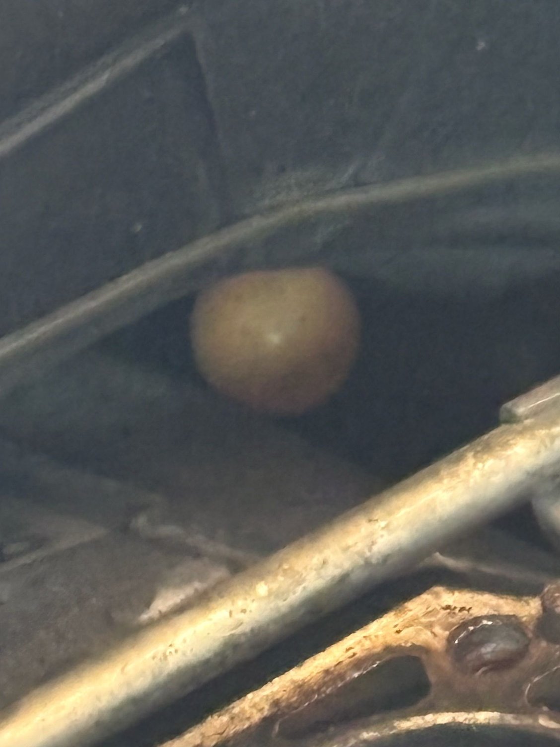 Bonus ping pong ball
