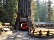The Chandelier Tree in  Leggitt, CA.
Our First Redwood Experience. 