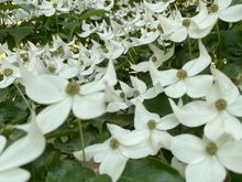 A tree of flowers