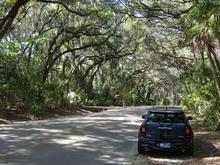 Monte Under the Tree Canopy