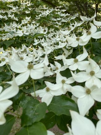 A tree of flowers