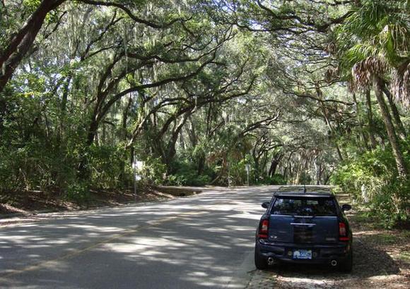 Monte Under the Tree Canopy