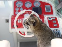 Rocket likes to steer....but can't work the throttles.
