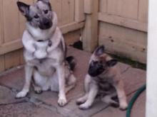 sisterheadtilt