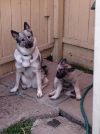 sisterheadtilt