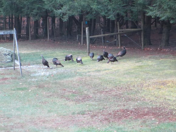 These Turkeys seem to be pushing their luck