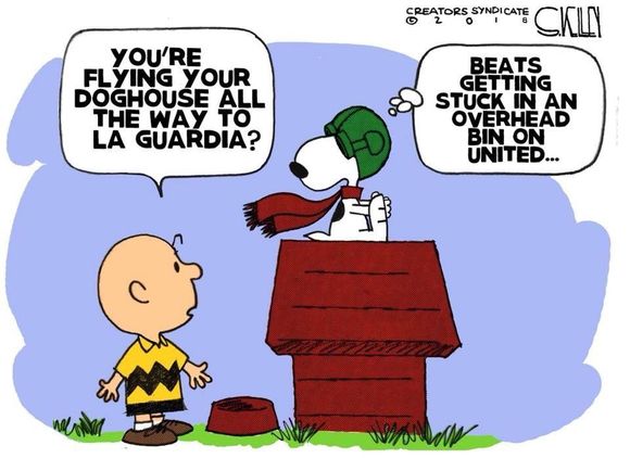 You can't blame Snoopy on this one!