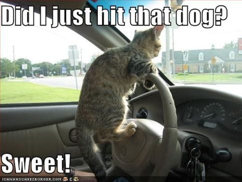 funny pictures driving cat hits dog9 Funny cats and dogs pics s485x364 49244 580