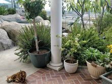 11-7-2017.  Lake Forest, CA house.