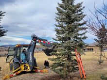 ^12-19-2021.  The larger tree was pulled back up.  The elk chewed one I caged today is in the background.