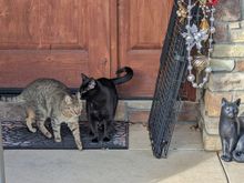 ^12-23-2023. Maury and Atticus.



