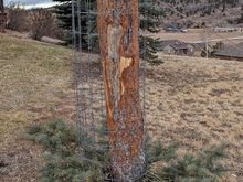^12-26-2023.  Caged elk chewed trunk.