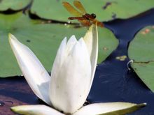 Water lily and the dragonfly