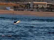 Just saw one of these flying Mantas.  Only got one click off at him.