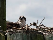 I believe this is the young osprey in the nest waiting for food.