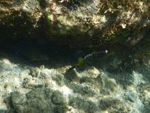 Cool multi-colored fish