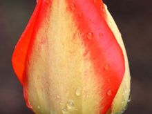 After the rain