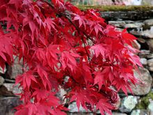Gorgeous red leaves with the stone wall of a cemetery established around 1850