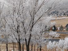 Feb. 9, 2018 rime ice in Loveland, CO.