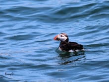 Atlantic Puffin