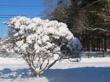 Dogwood tree