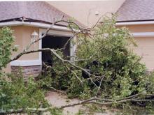 S vs Tree 2.jpg