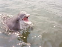 Dolphin in the bay?!!!