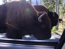 Bison-Yellowstone.JPG