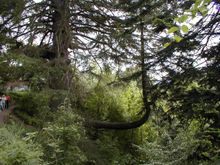 weird tree