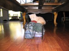 IMG_0273.JPG