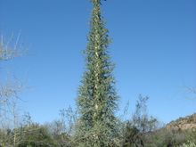 DebByBoojumTree