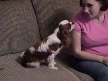 Puppy