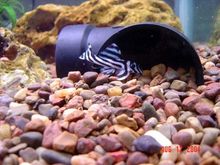 Zebra pleco