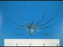 Brown Recluse4.jpg