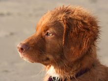 Pepe at the Beach