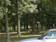 050718 Illinois rest stop, trees 950AM.JPG