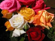 051106 roses 4275.JPG