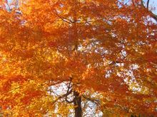 100_0011.JPG
