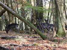 Ashridge 009.jpg