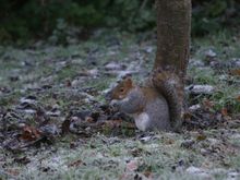 Ashridge 018.jpg