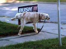 dogs_can_read.jpg
