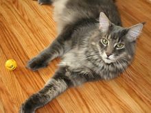 Ganzo8.5.06_paws.jpg