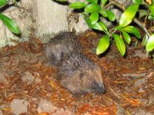 HedgeHog